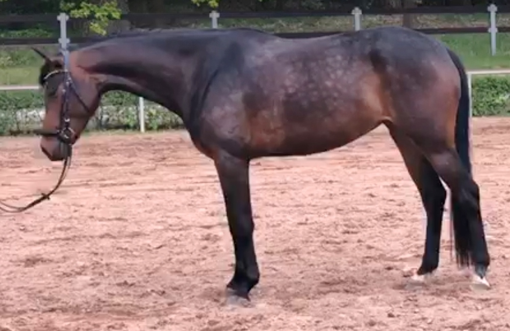 "Zandi" 2015 German Sporthorse