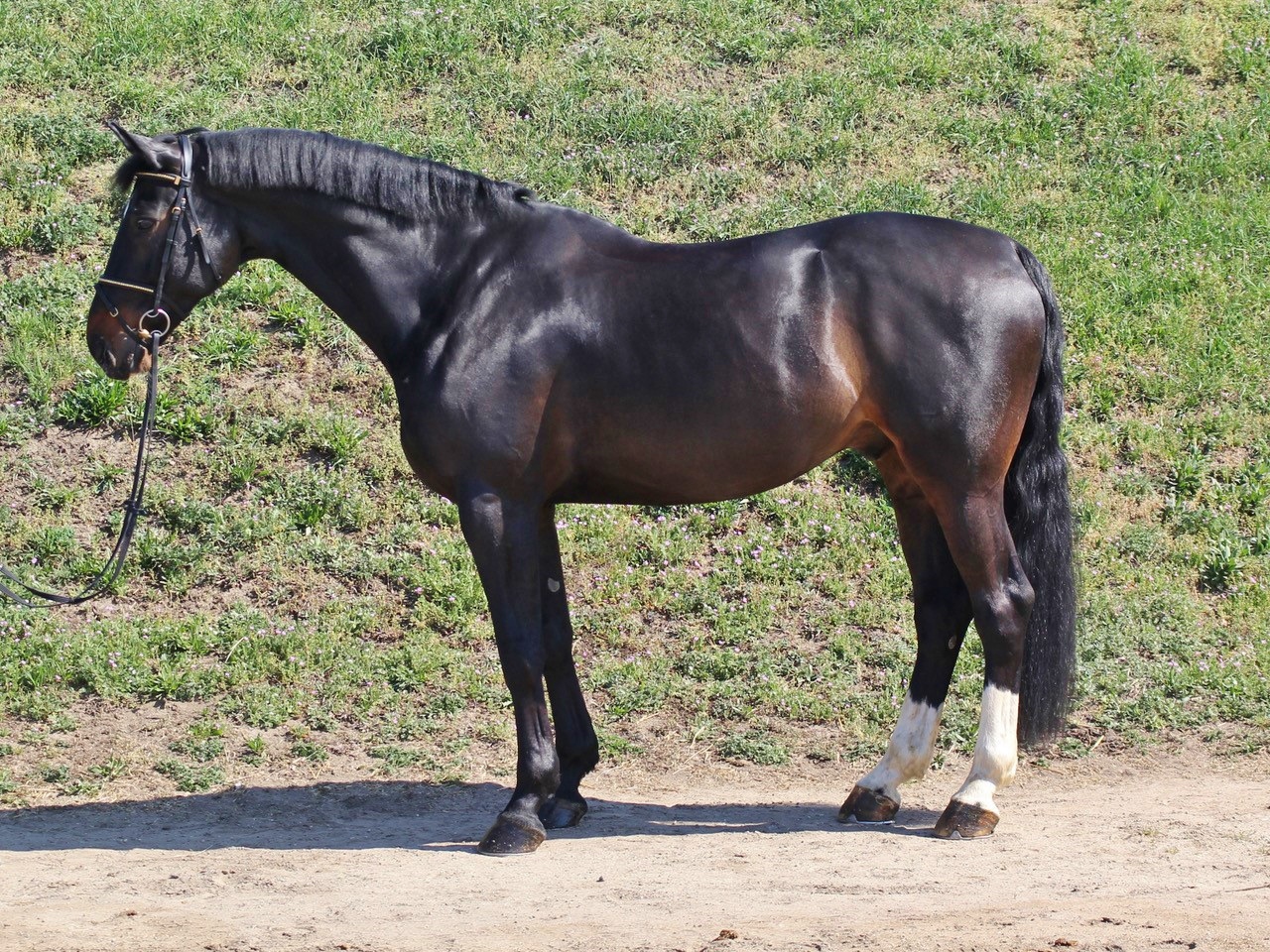 "Dusty" 7yr old German Sport Horse