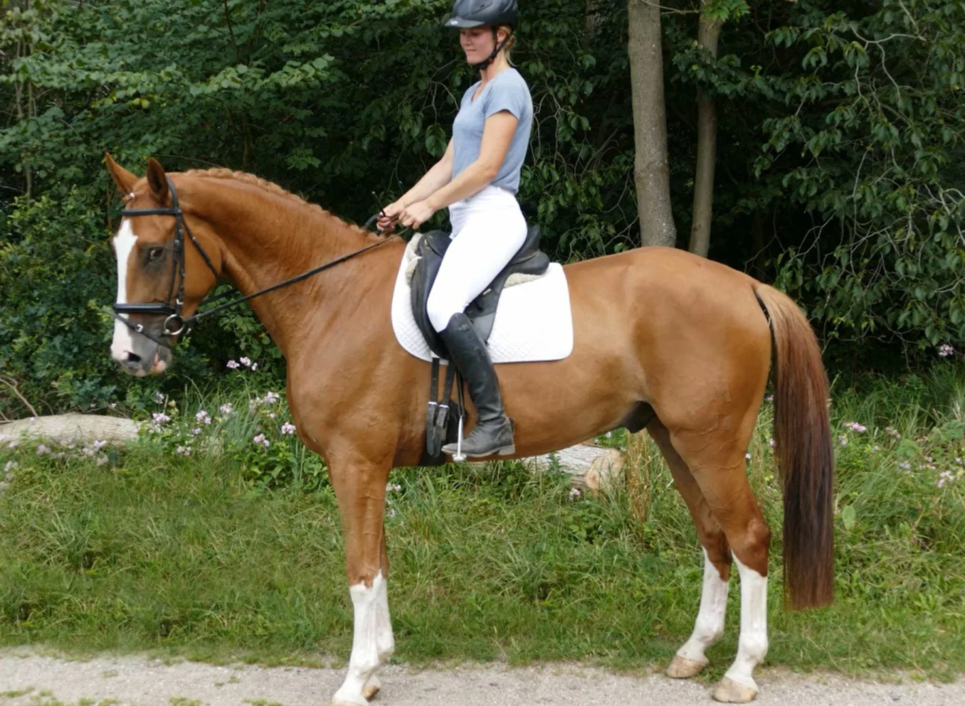 "Ruben" 4yr old Meckelenbur gelding