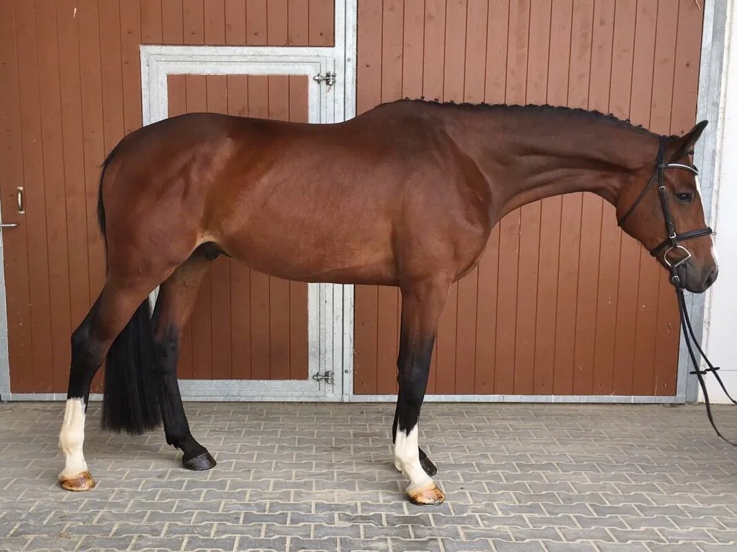 "Cody" 2015 Holsteiner gelding