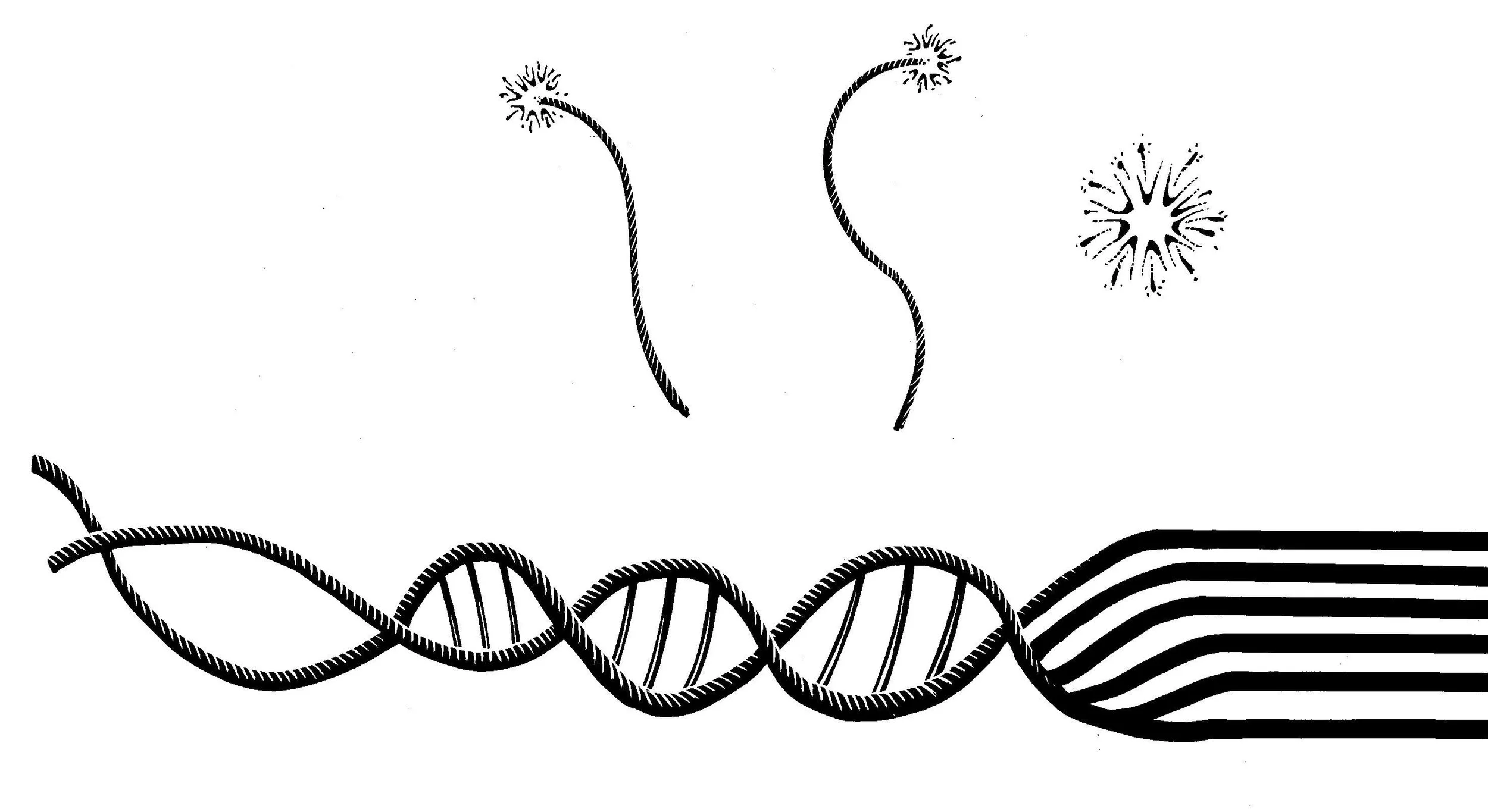 UTH DNA animation II 001.jpg