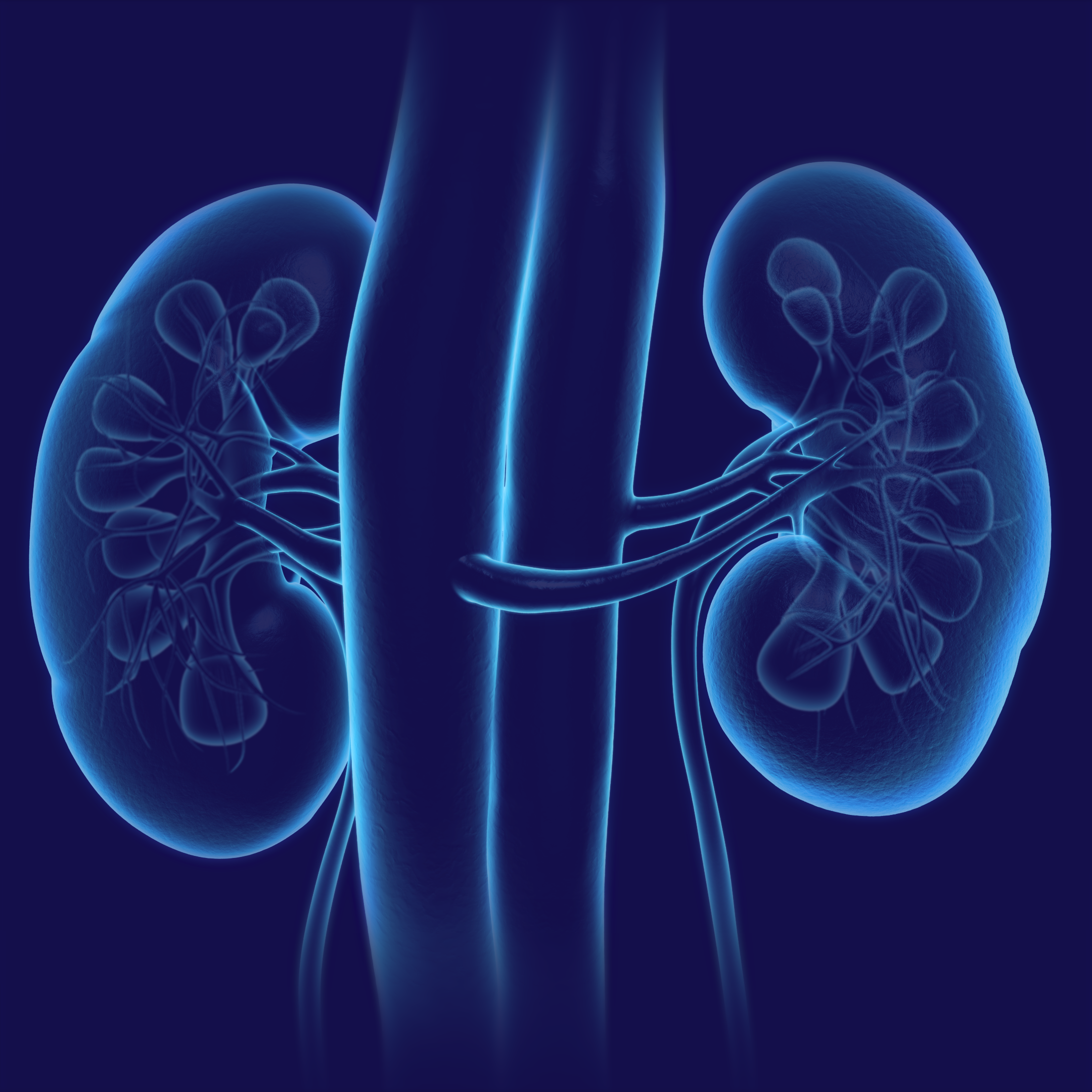202505916_Anatomical_Kidney_Navy.png
