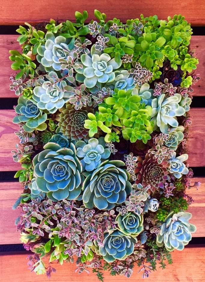 Succulent Walls  SQUARED ROOT LANDSCAPING & DESIGN