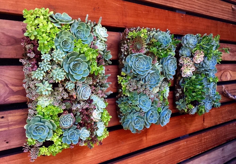 Succulent Walls  SQUARED ROOT LANDSCAPING & DESIGN