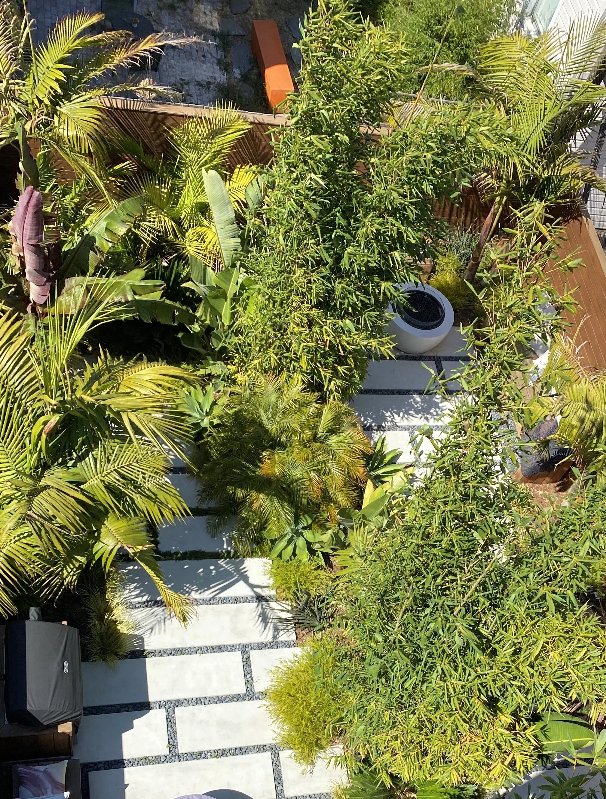 Large backyard, Inner Mission, a year later