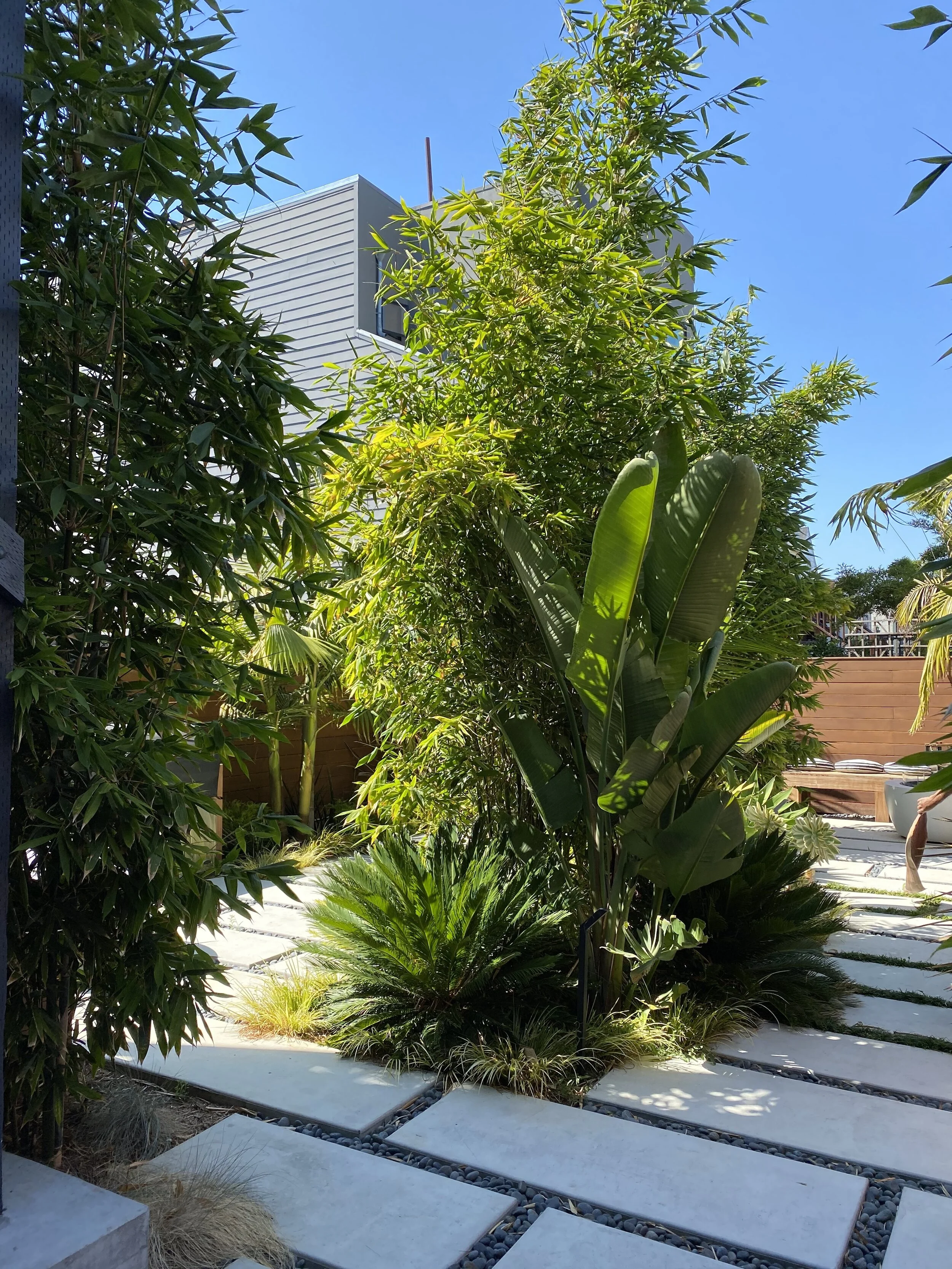 Large backyard, Inner Mission, a year later