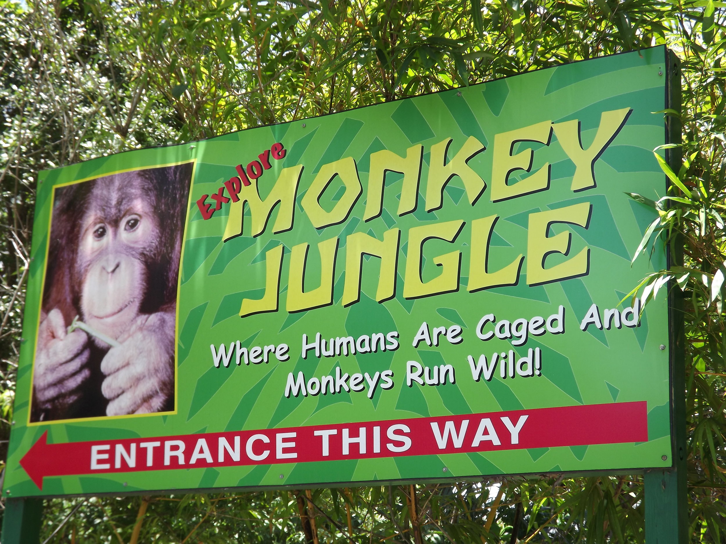 Monkey Jungle - Originally Published 2011 — Animated Meat