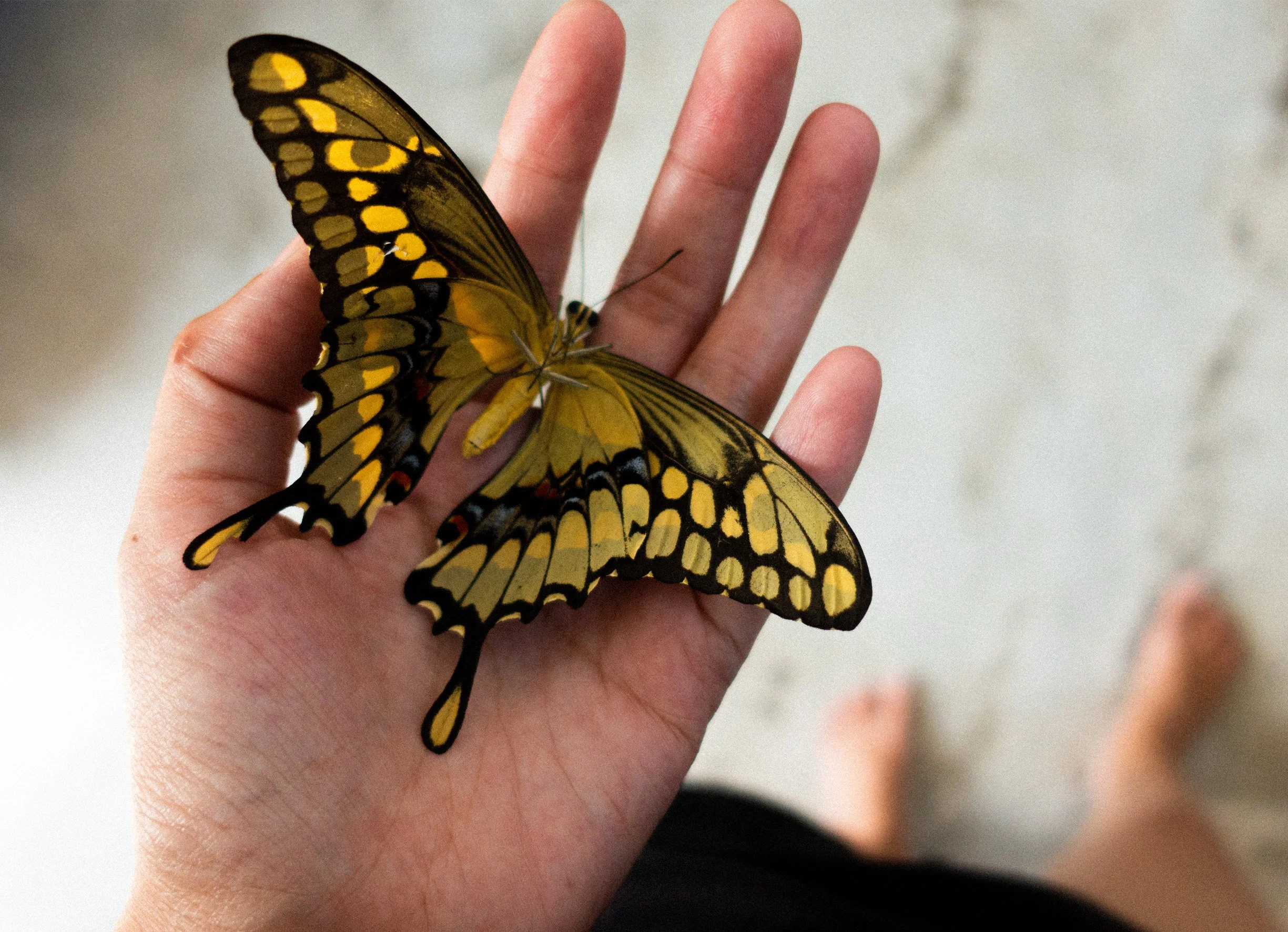 TAIGA-WEBSITE-PROCESS_0006_Layer 1.jpg