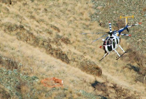 Netting-bighorn-ram-at-Muir-Creek_web.jpg