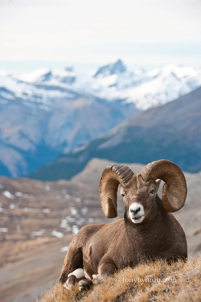 Follow researcher Jack Hogg as he discusses what a changing climate might mean for bighorn sheep. 