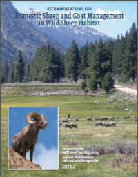 The Western Association of Fish and Wildlife Agencies issued this 2012 report with recommendations for managing domestic sheep in bighorn sheep habitats.
