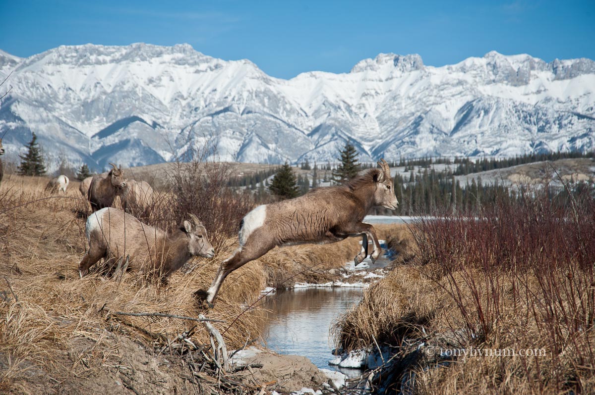 bynum-bighorn-20110224-_AAB1860-2.jpg