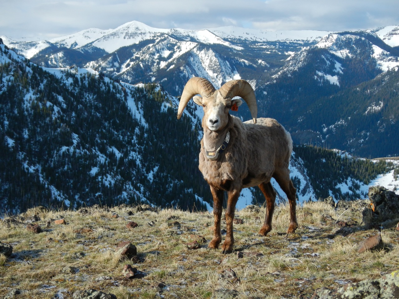 RKP bighorn sheep10.jpg