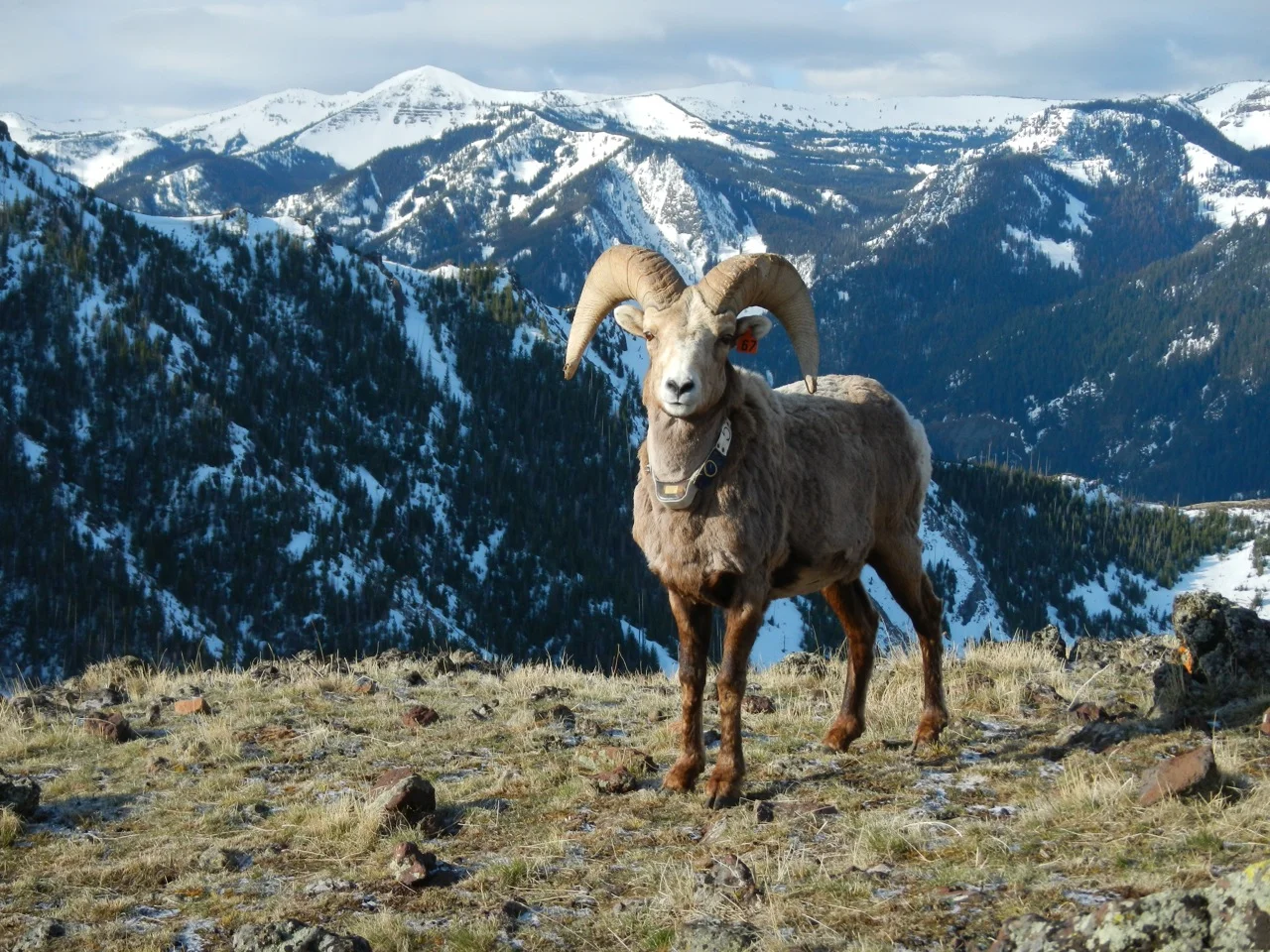 RKP bighorn sheep10.jpg
