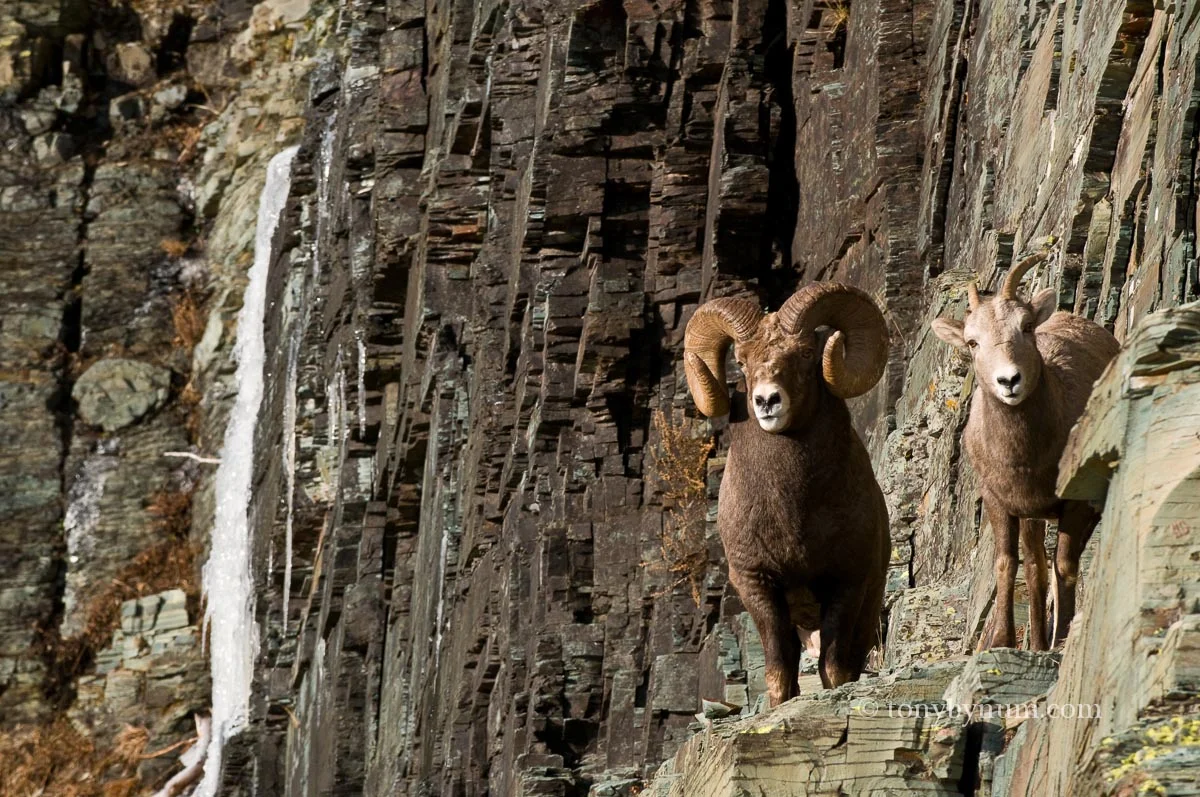 bynum-bighorn-DSC_6876-2.jpg