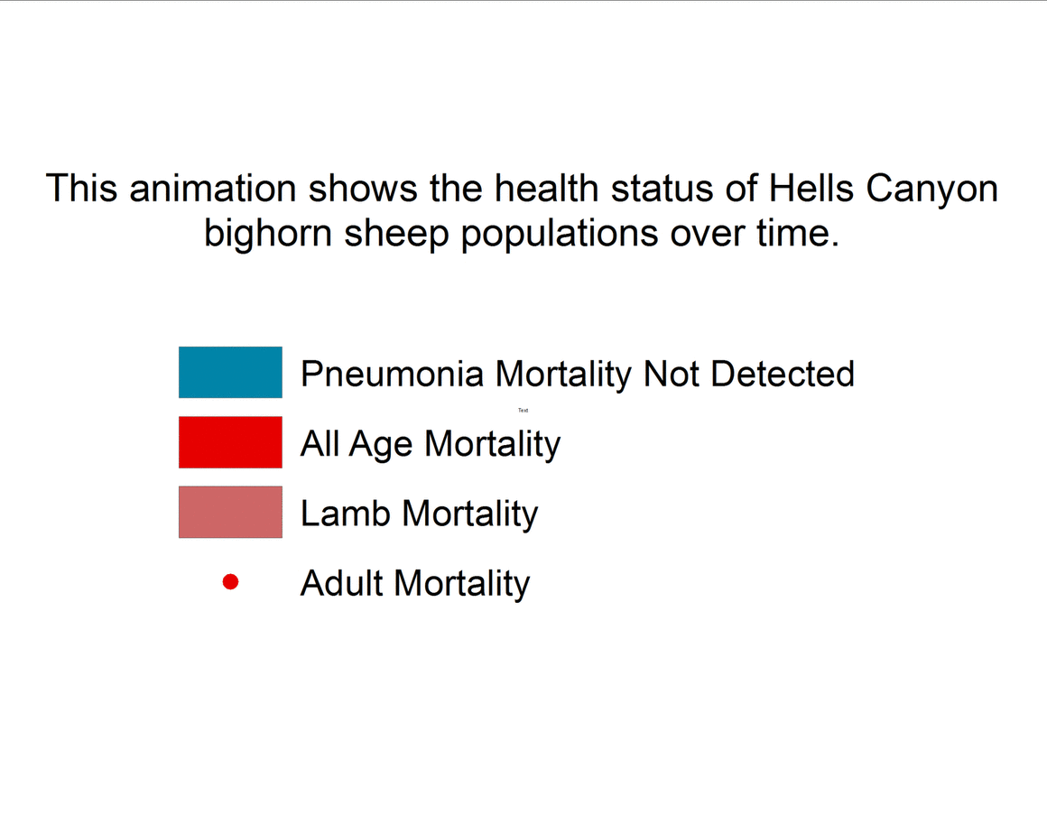 This animation shows the spread of pneumonia through the metapopulation since 1995. By 2012 all of the populations had been affected. However, once infected, their long term dynamics were extremely variable. Some populations declined, some stayed stable. Many populations have years of good lamb survival that are interspersed with years of poor lamb survival. We are currently investigating whether the populations are still infected during the years when lambs survive—we suspect that pathogen is still present in most cases, but it is also possible that the pathogen is fading out and being reintroduced.
