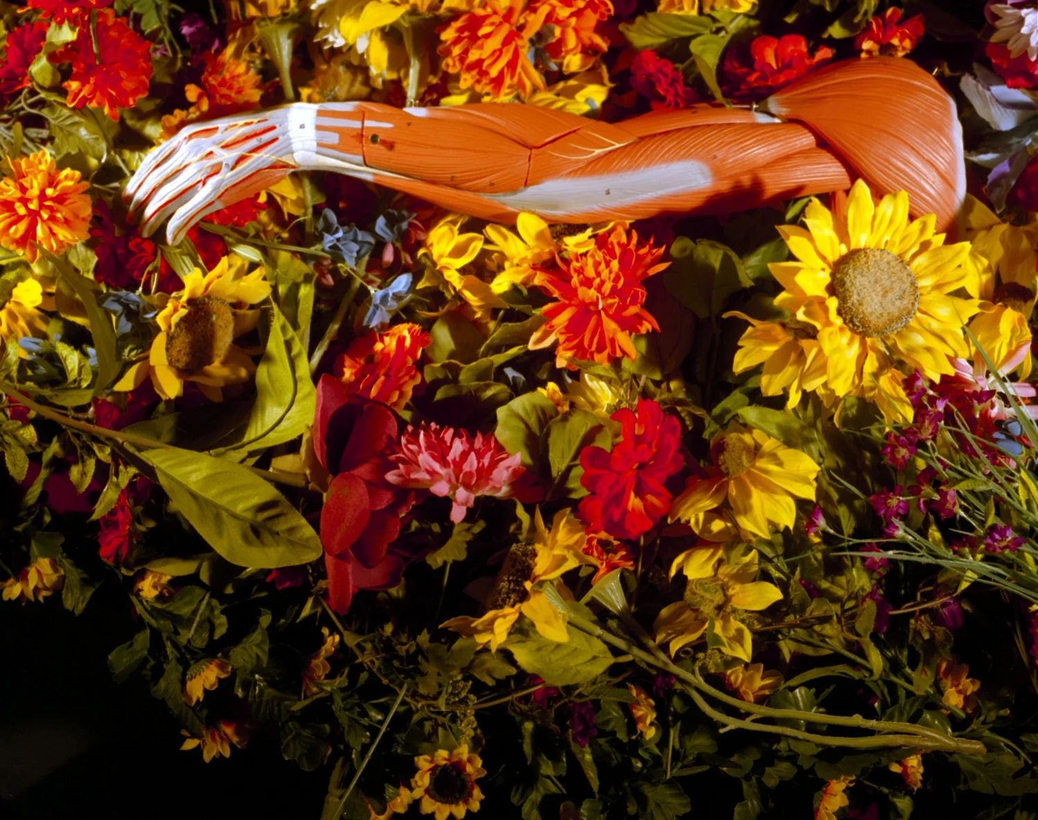 Alaina Hickman, from Anatomical .