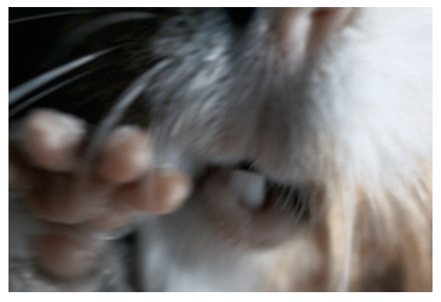 Sleep well, dear pet