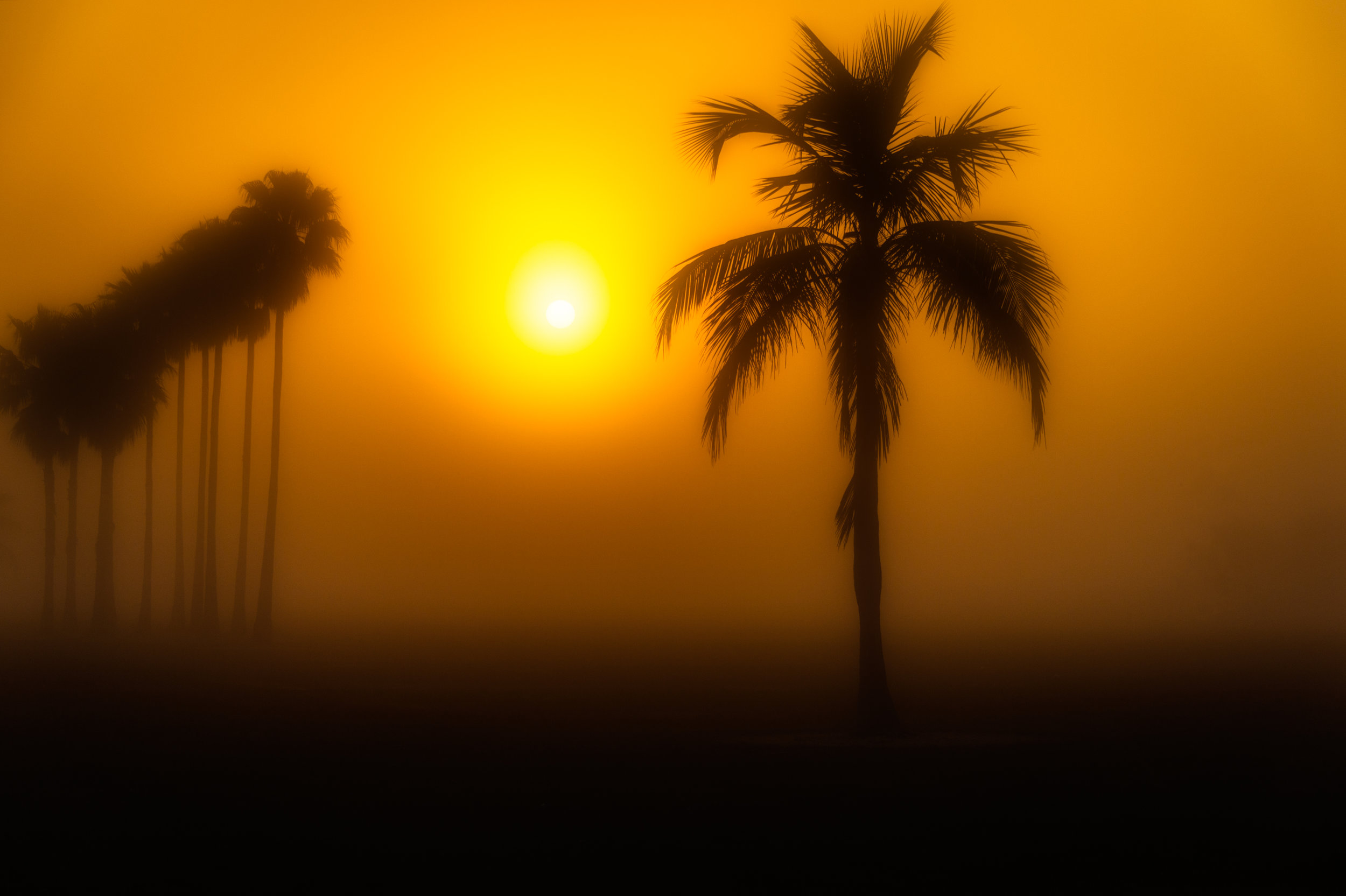 Sunrise Palm.jpg