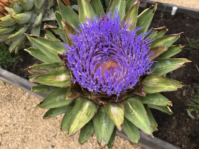 Harvesting the Health Benefits of Artichokes