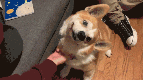 Adorable Animated Puppy Gifs