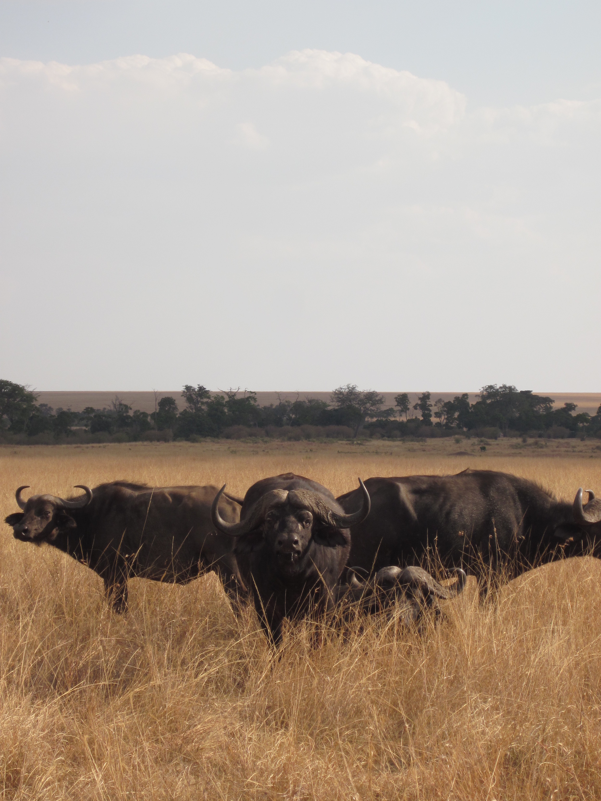 Masai Mara Safari