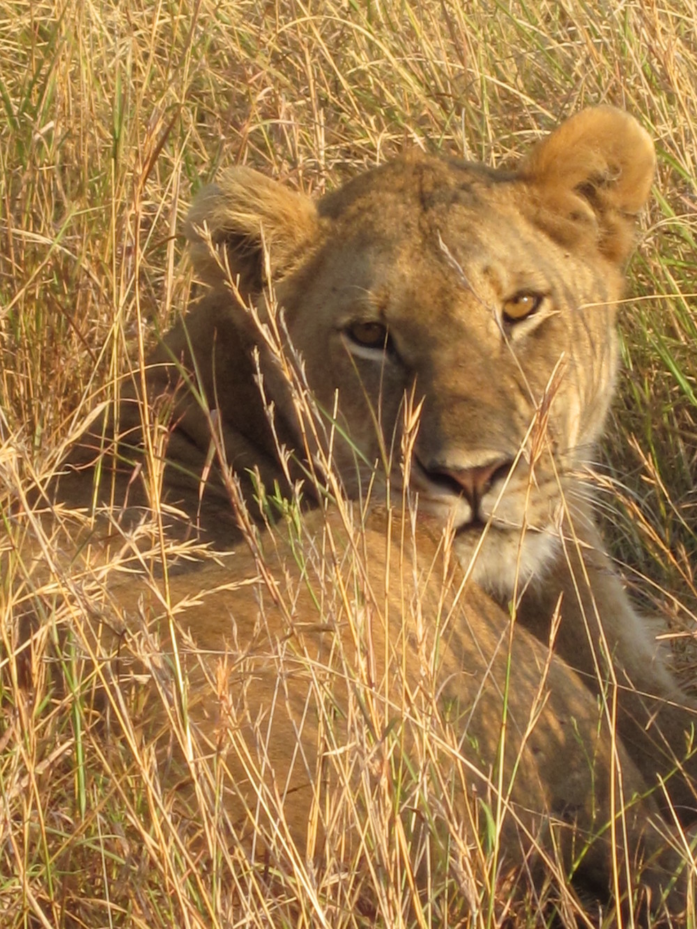 Lioness Masai Mara Safari