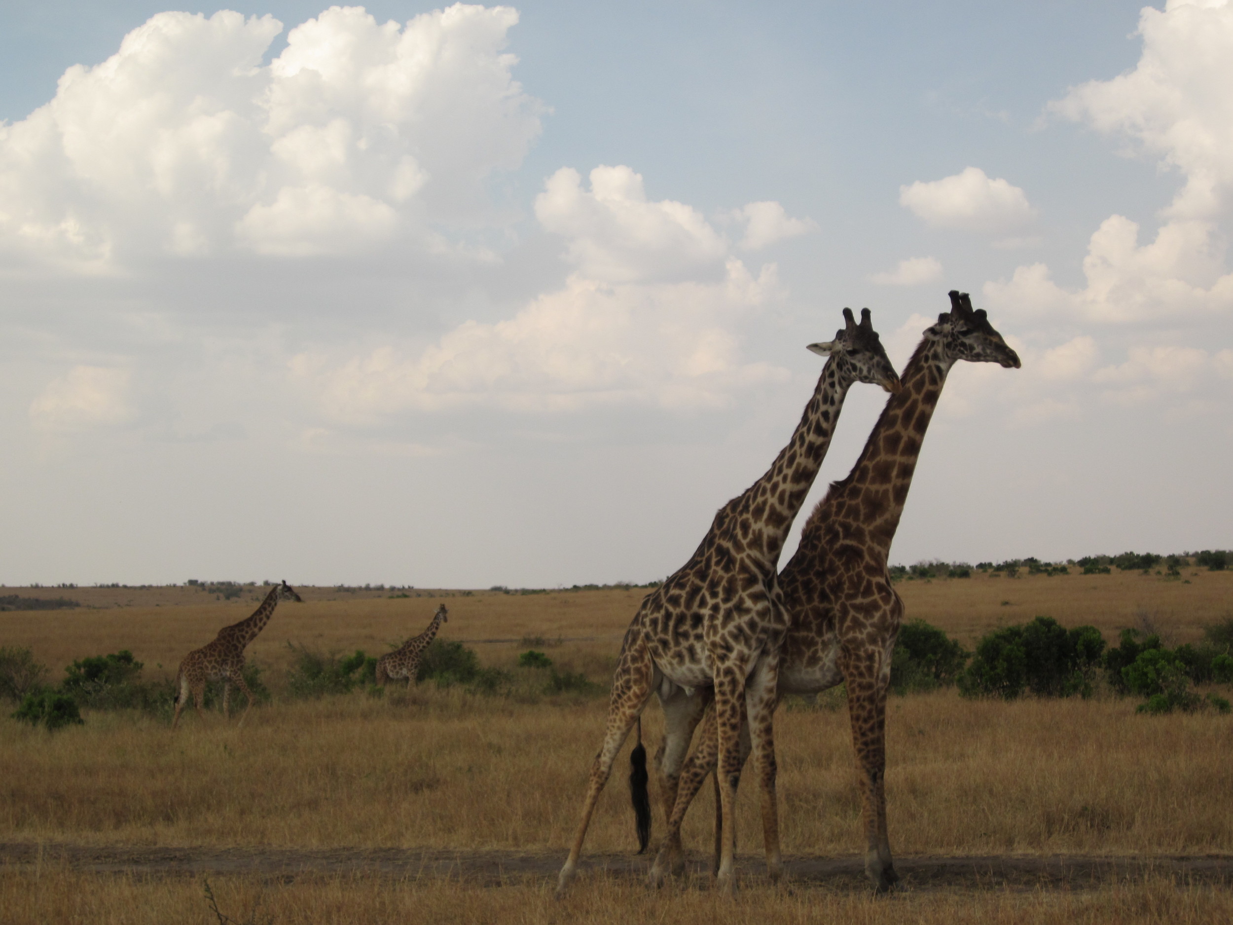 Giraffe Masai Mara Safari