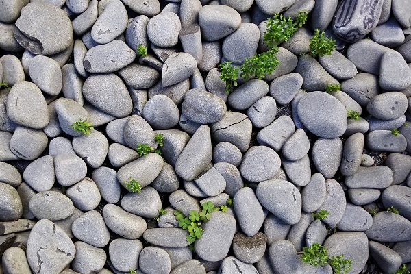 Important traces of green along a rocky path.