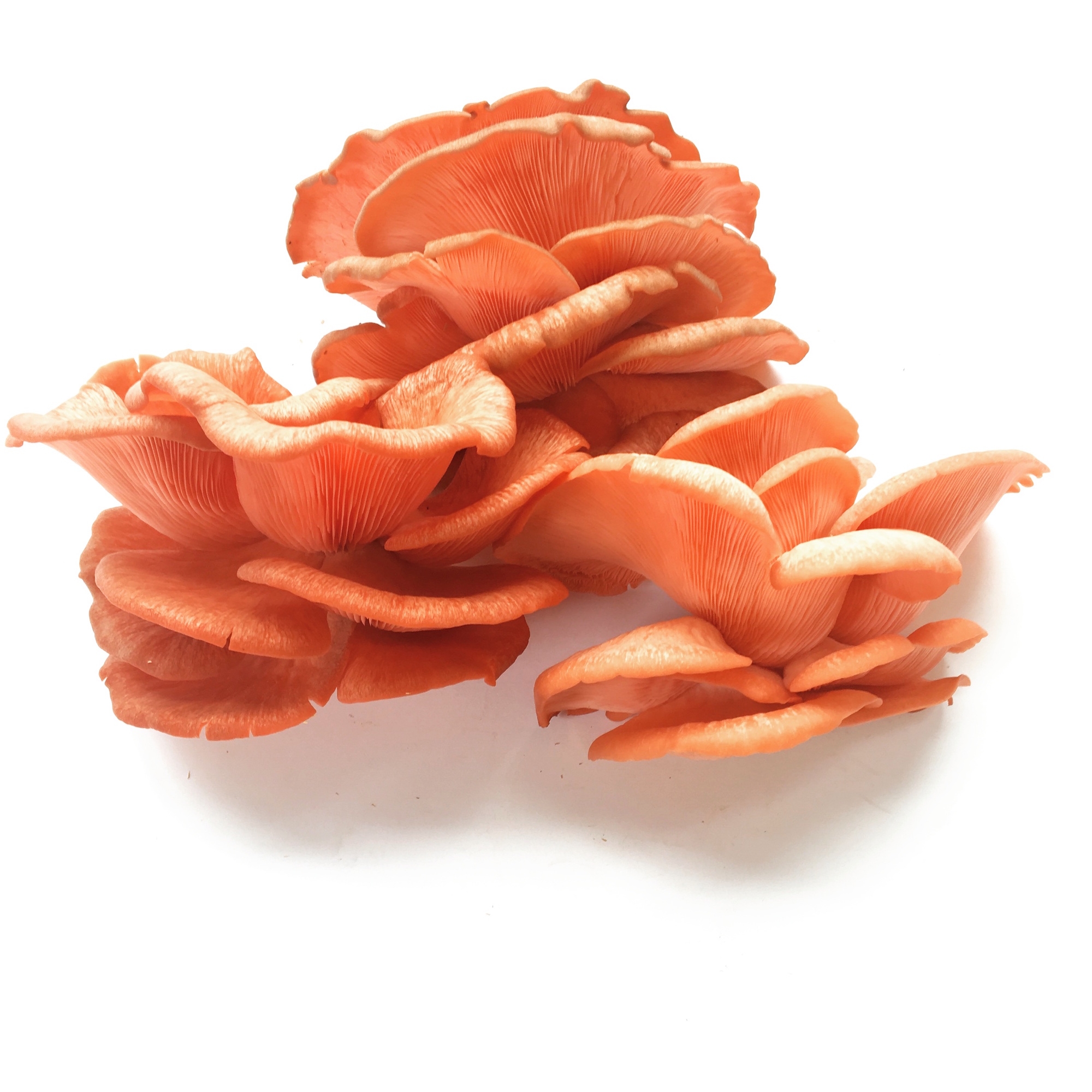 petals.jpg