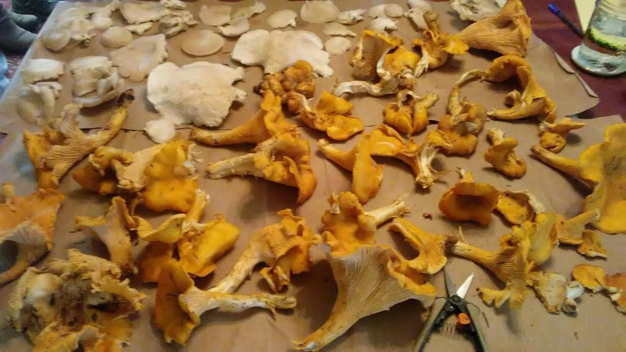 A good haul of chanterelles and oyster mushrooms. 