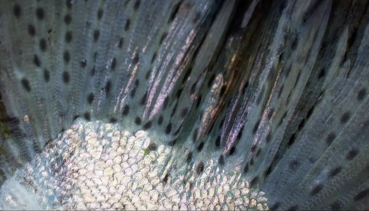 Tail detail 2.0.jpg