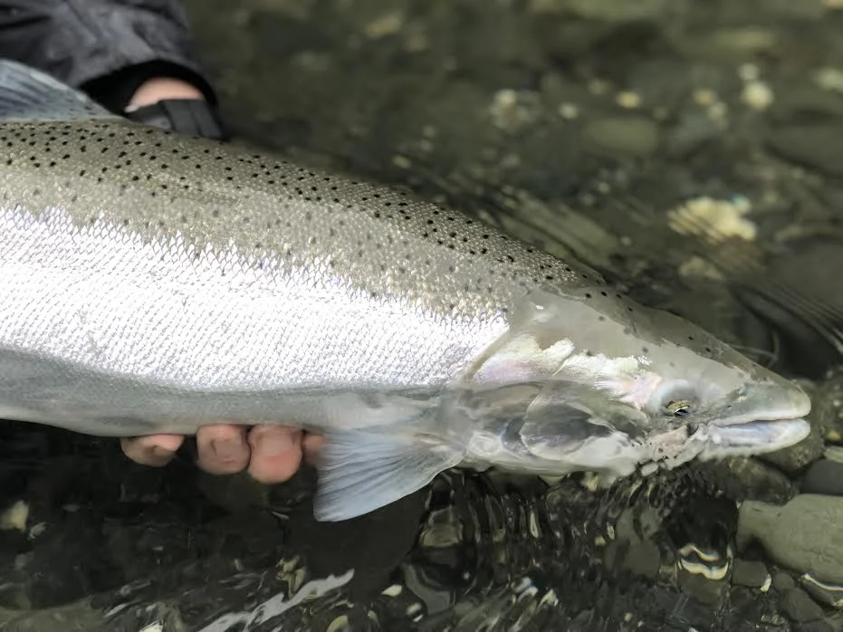 Having an encounter with fish like this is what it’s all about. If you have faith in the swung fly eventually you will reap the rewards.
