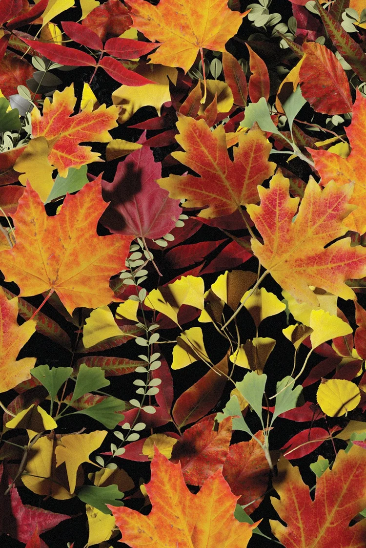 FULL OF FALL