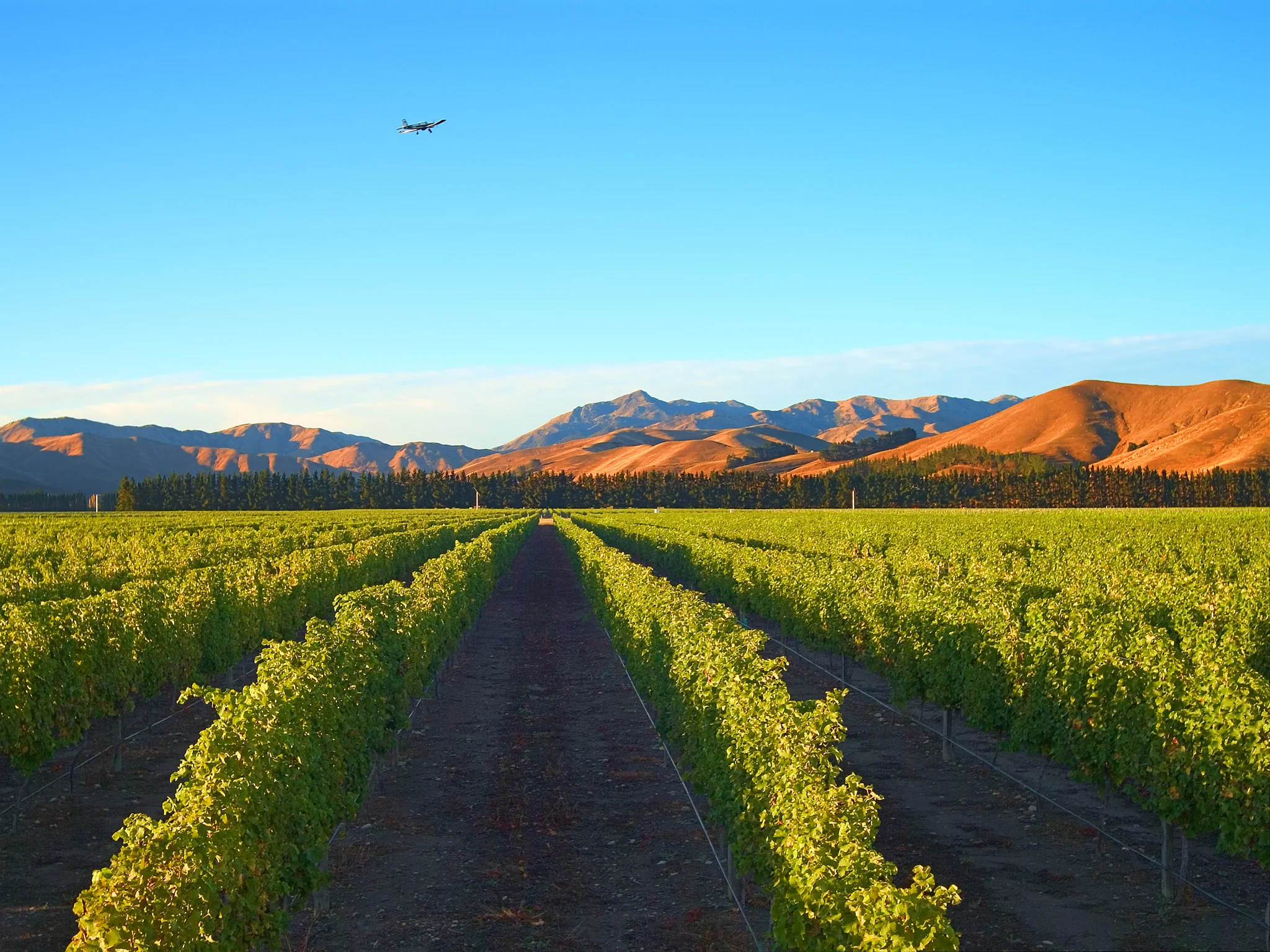 Wither-Hills-Vineyards-Marlborough-Ltd.jpg