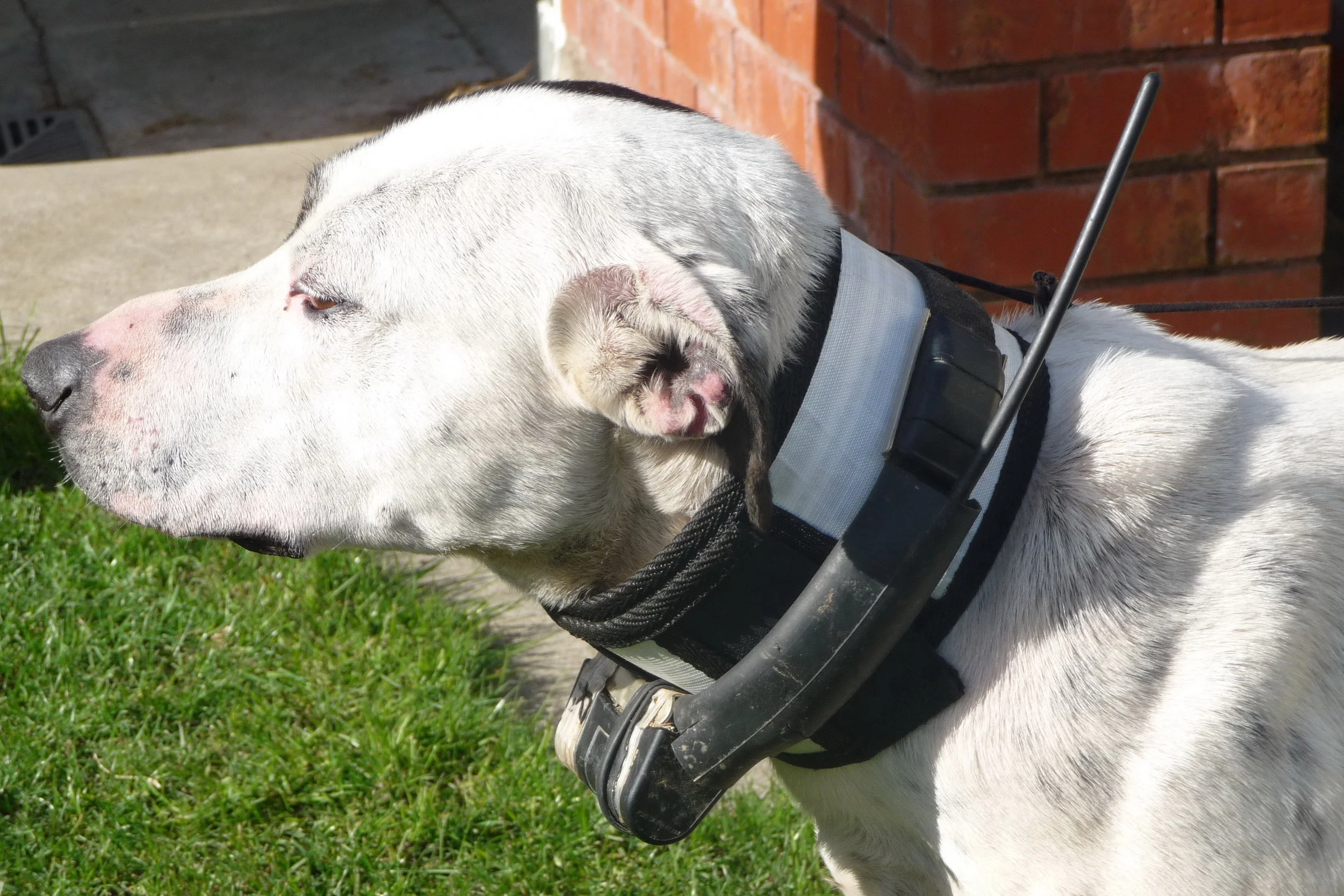 Dog Collar side view.jpg