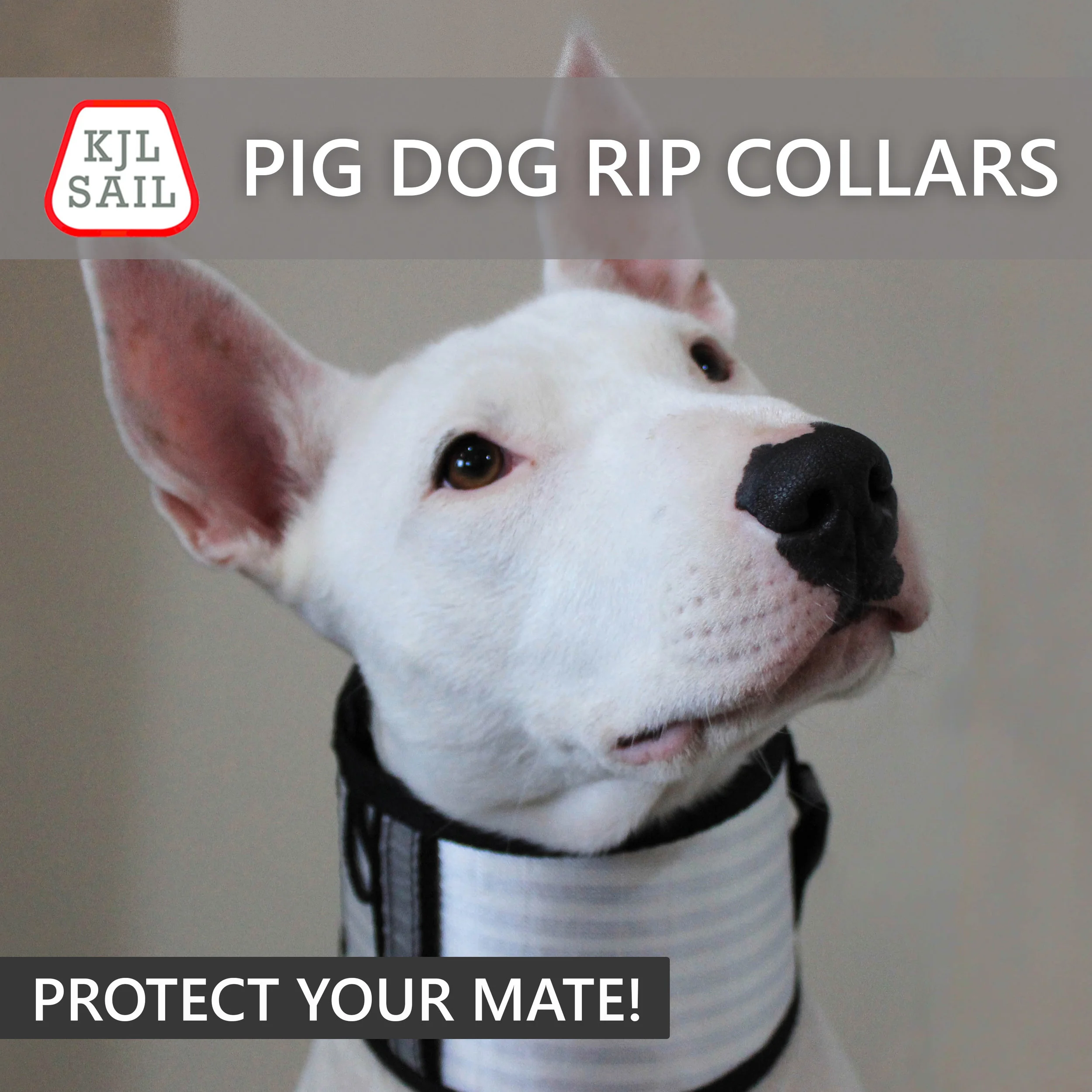 standard collar hero image.jpg