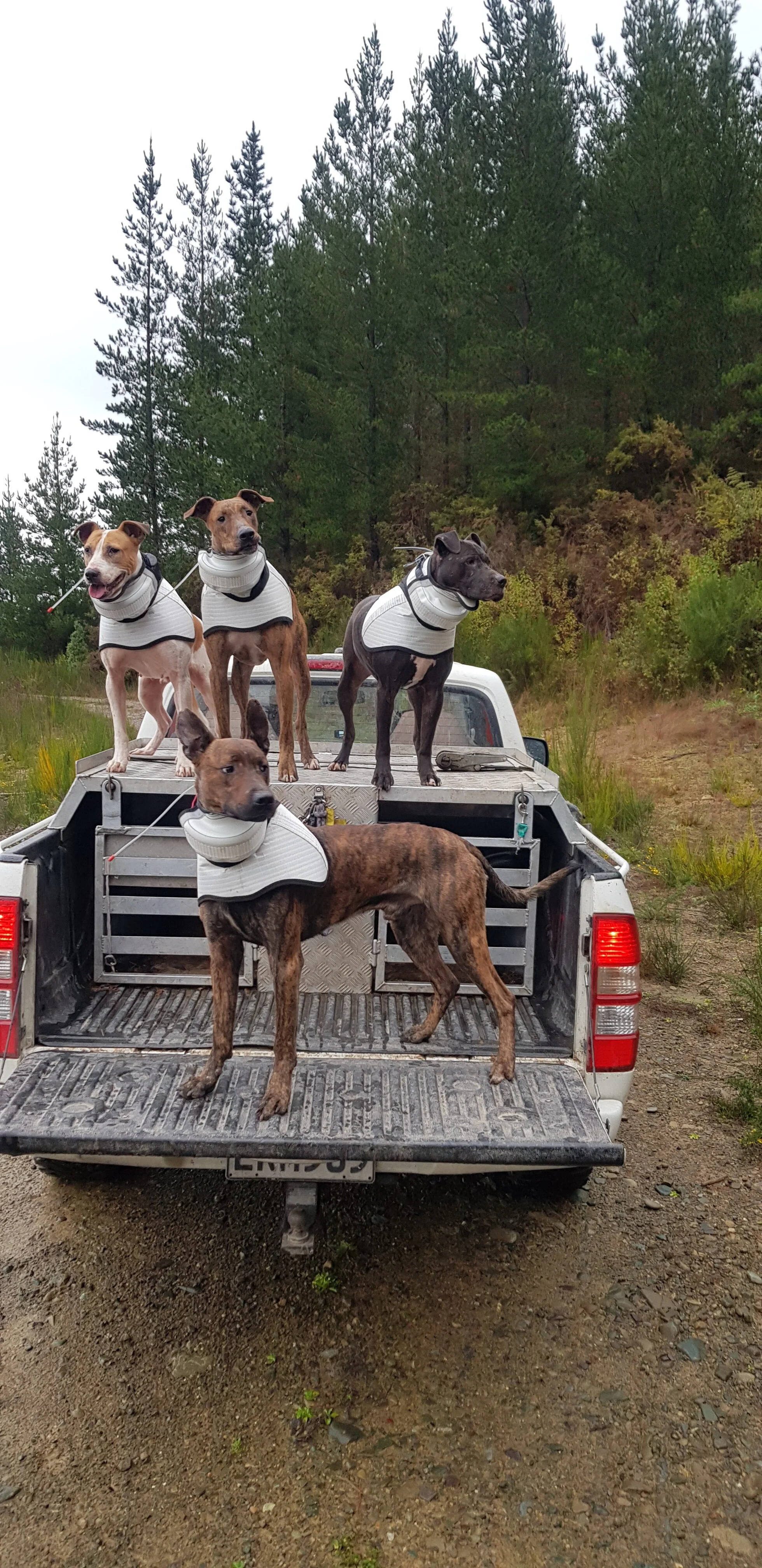 Armoured Latest Collar 3.jpg