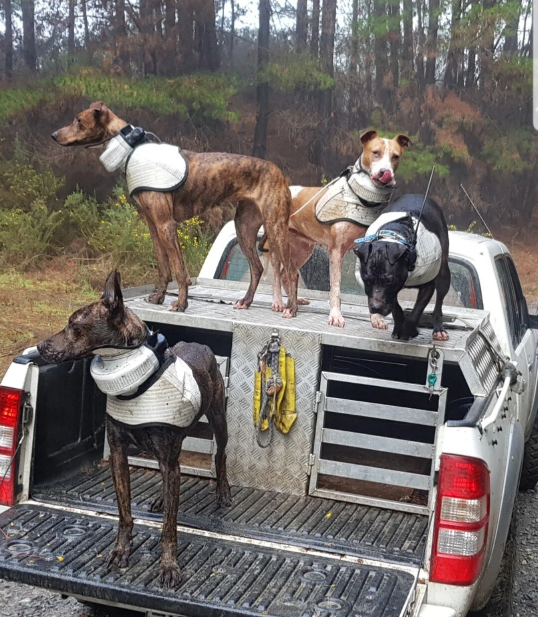 Armoured Latest Collar.jpg