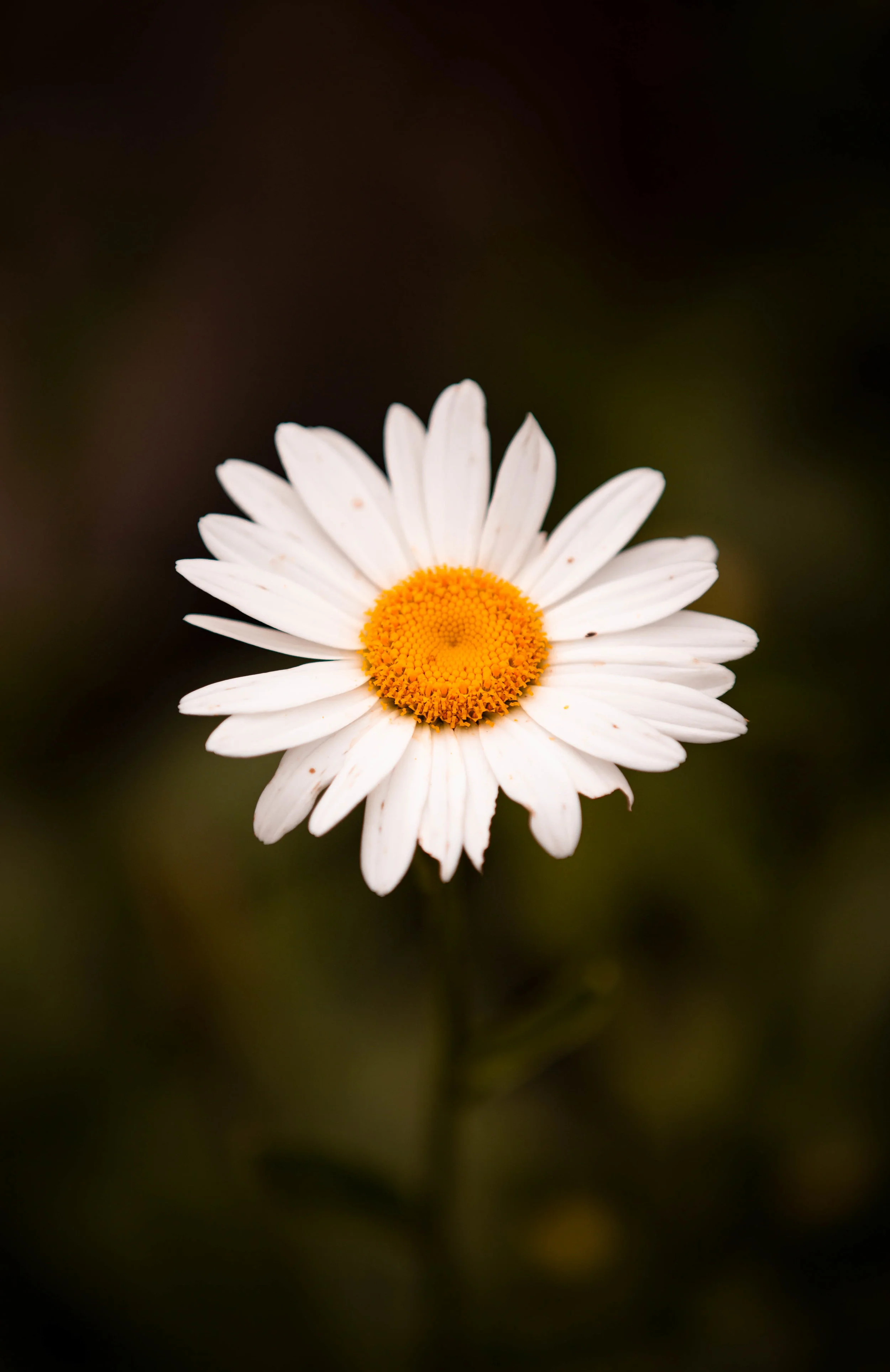 Chris Coughlan 11.jpg