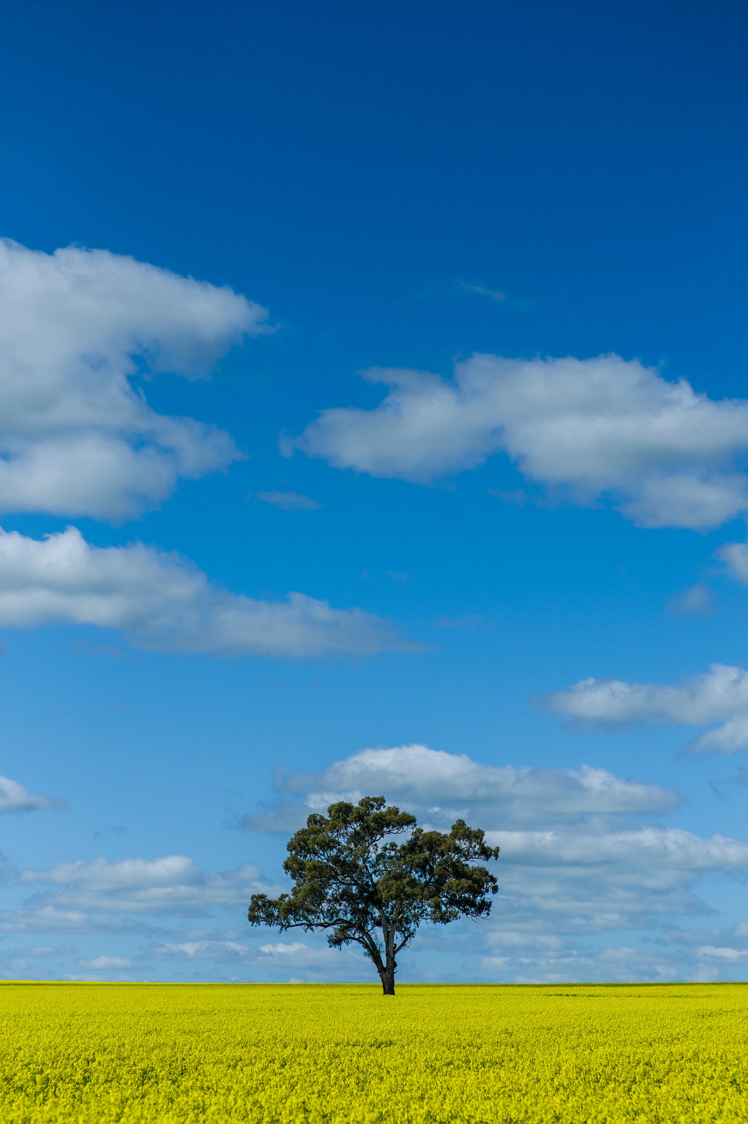 Lone Tree in a Field of Canola