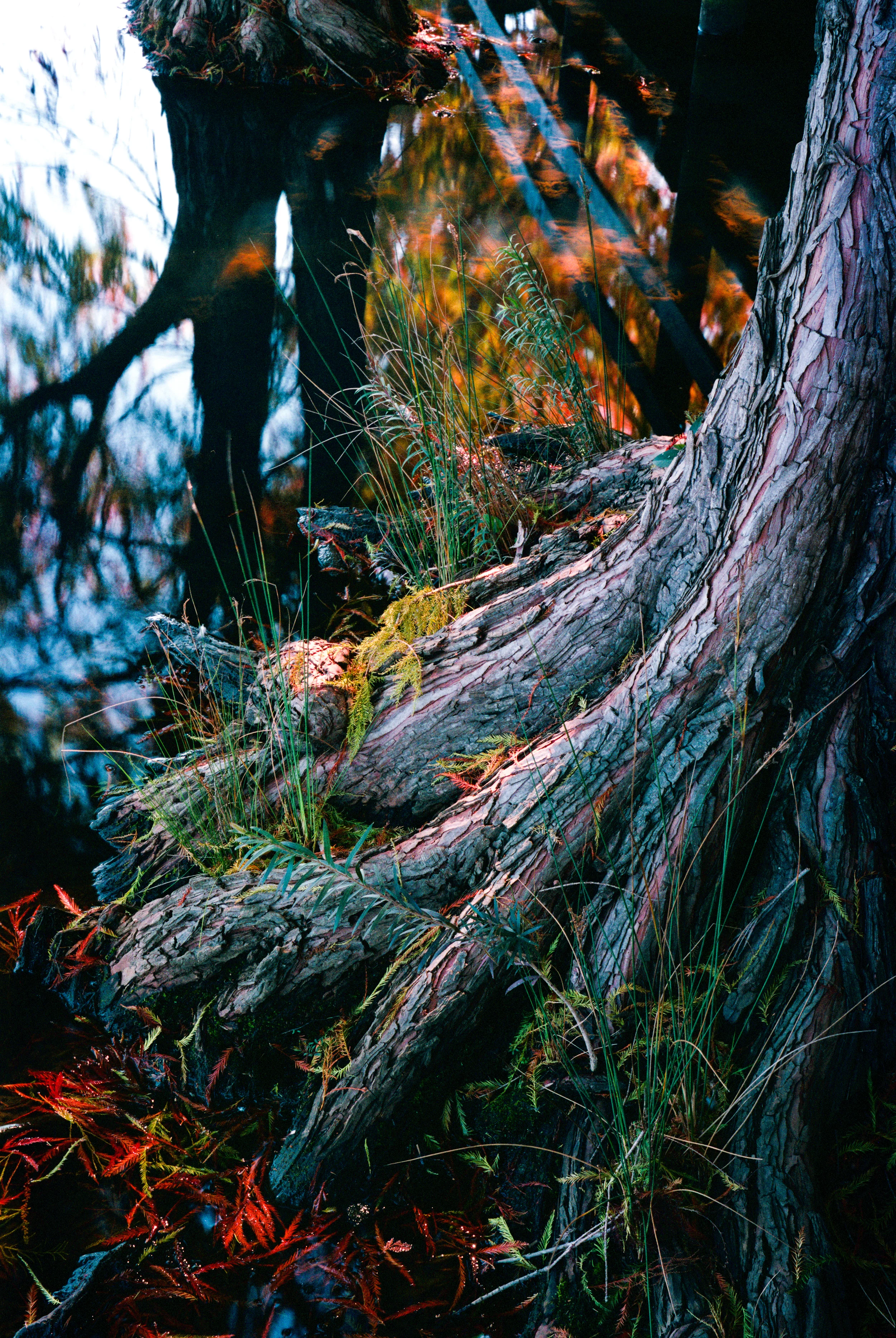 Tree Growing in Water