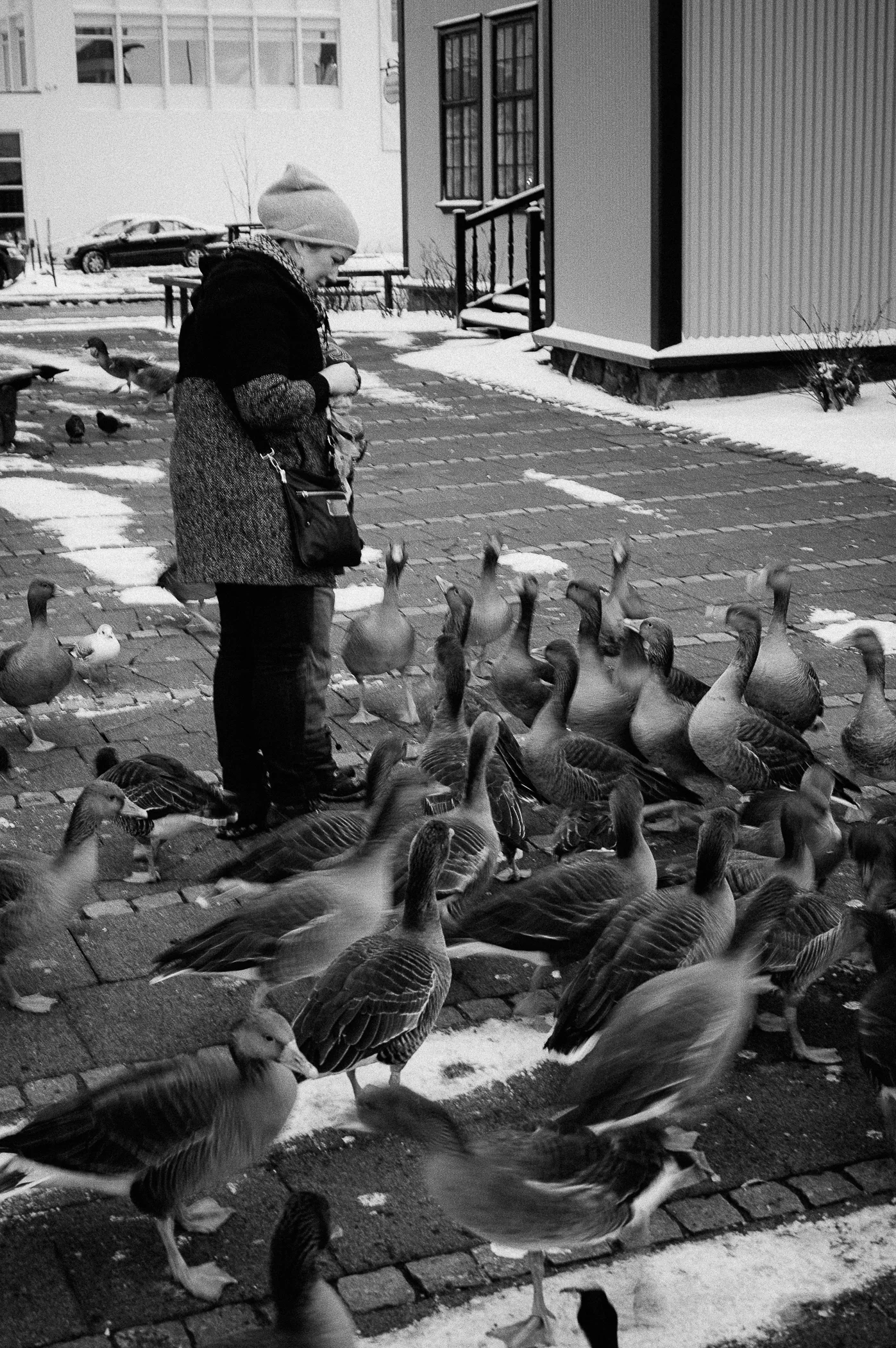 Arctic geese, ducks, & swans