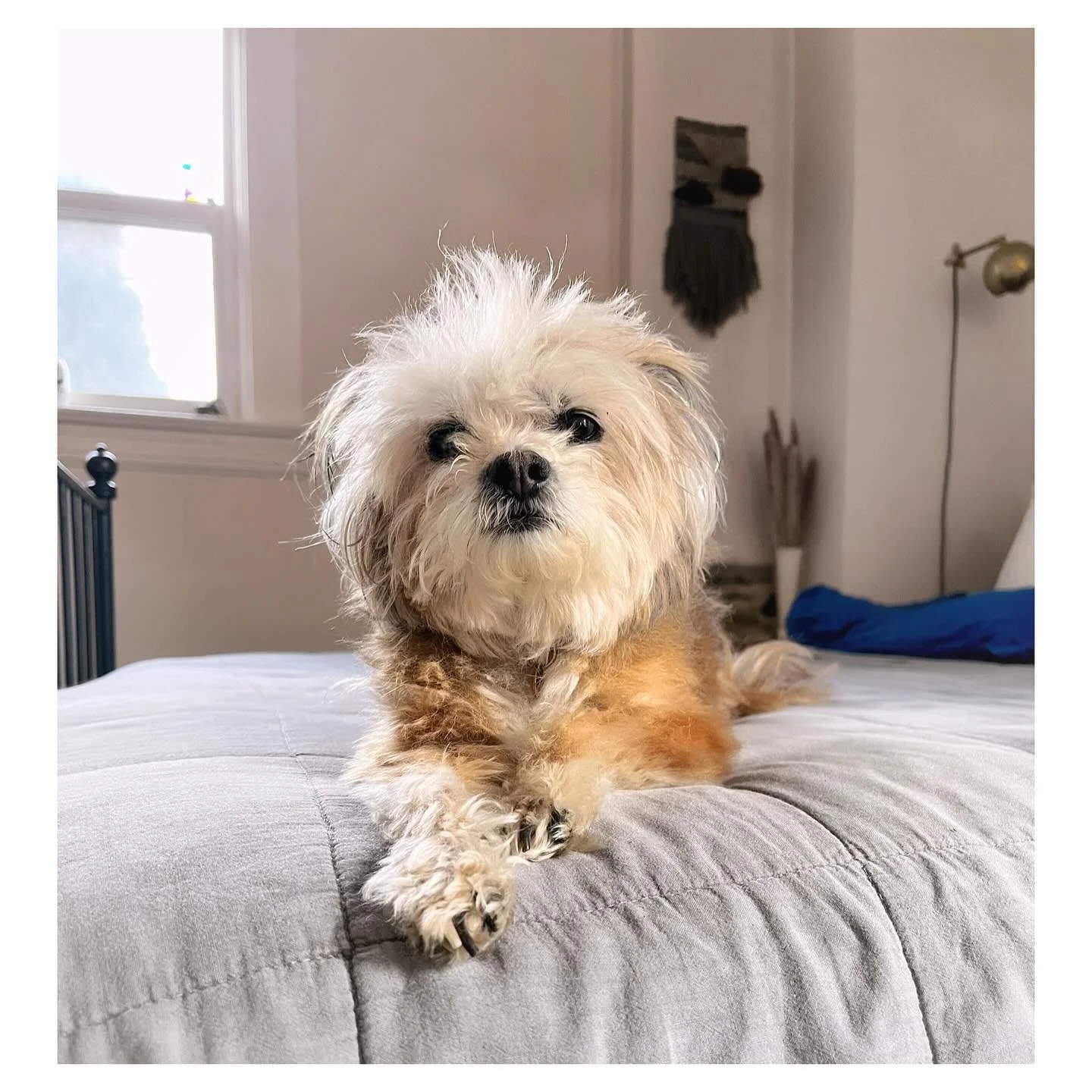 💔 Bertie was a perfect dog. I mean&hellip; she was such a little nut, but god, she really was perfect. 

We are devastated to share that last month her little heart finally reached its limit. She called the shots till the very end though-going out o