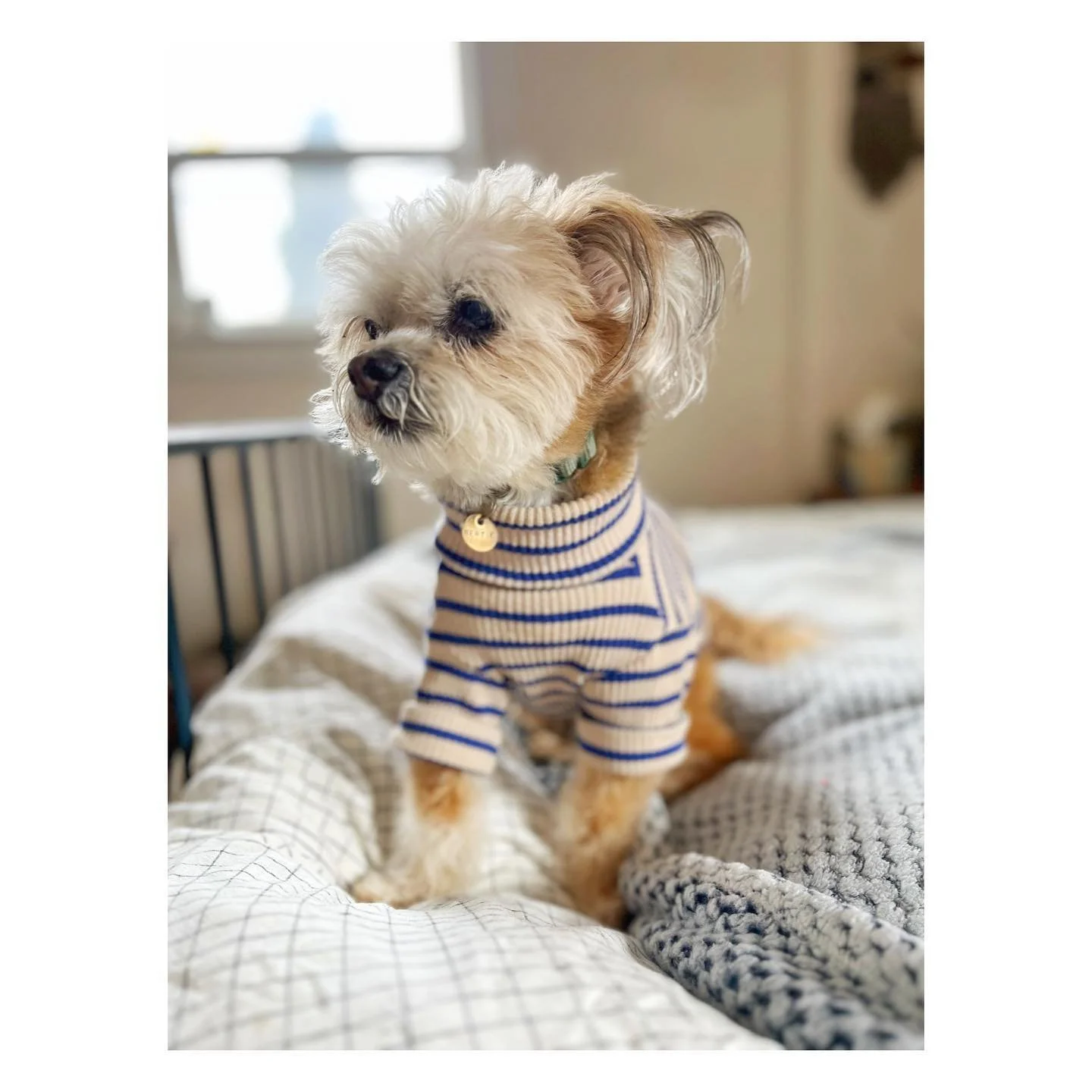 Two years with Bertie- who is now officially (probably?) a teenager. 🥹🎂

I love her so much it hurts. Thank you @silver.linings.rescue.ranch for saving her and for knowing we were meant to be together. She&rsquo;s everything.💙 #adoptseniordogs