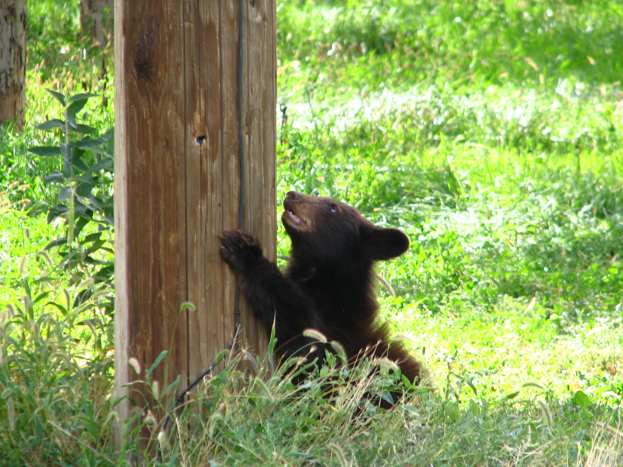 bear 2 008.JPG