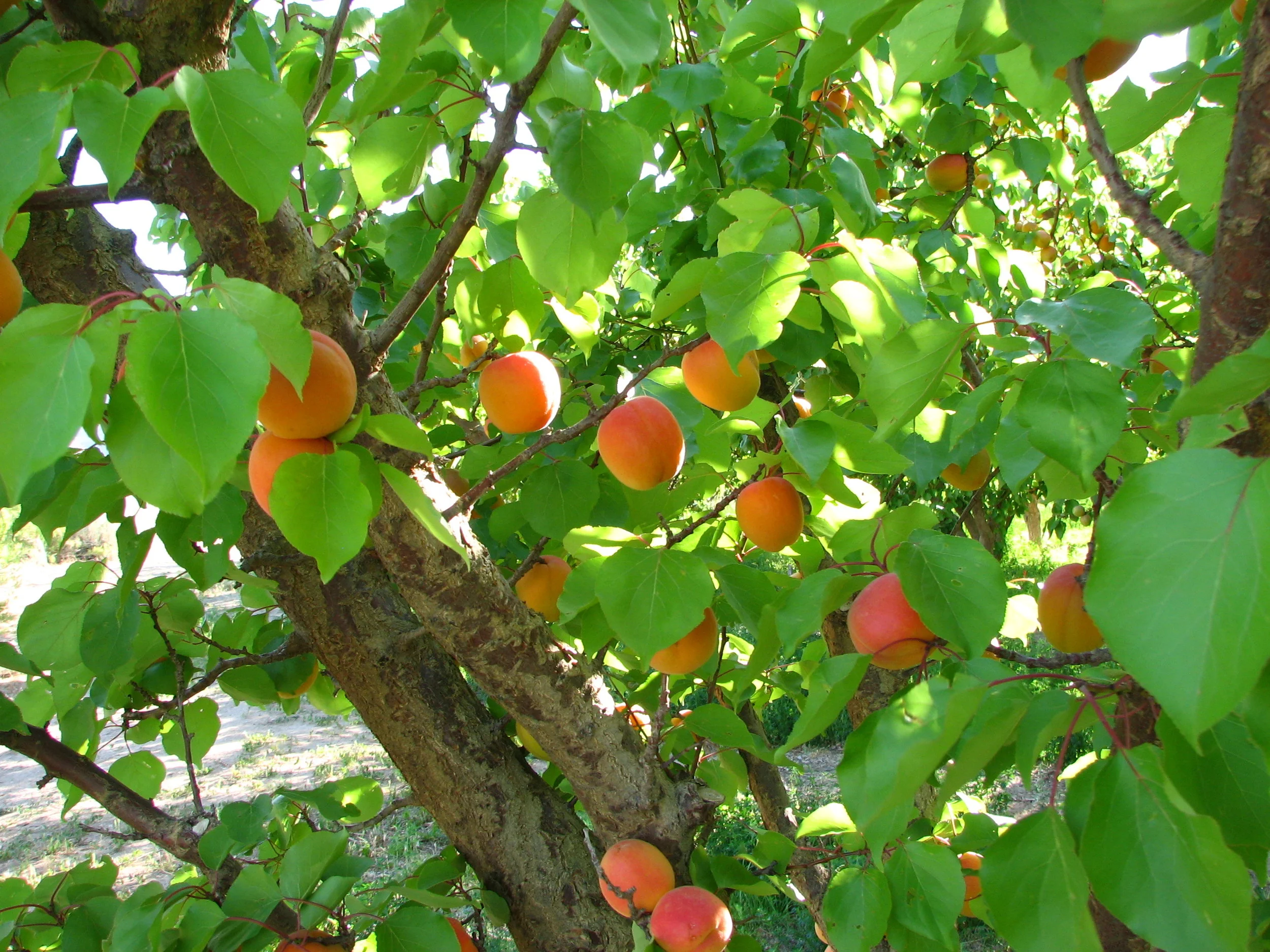 cots and new trees 005.JPG