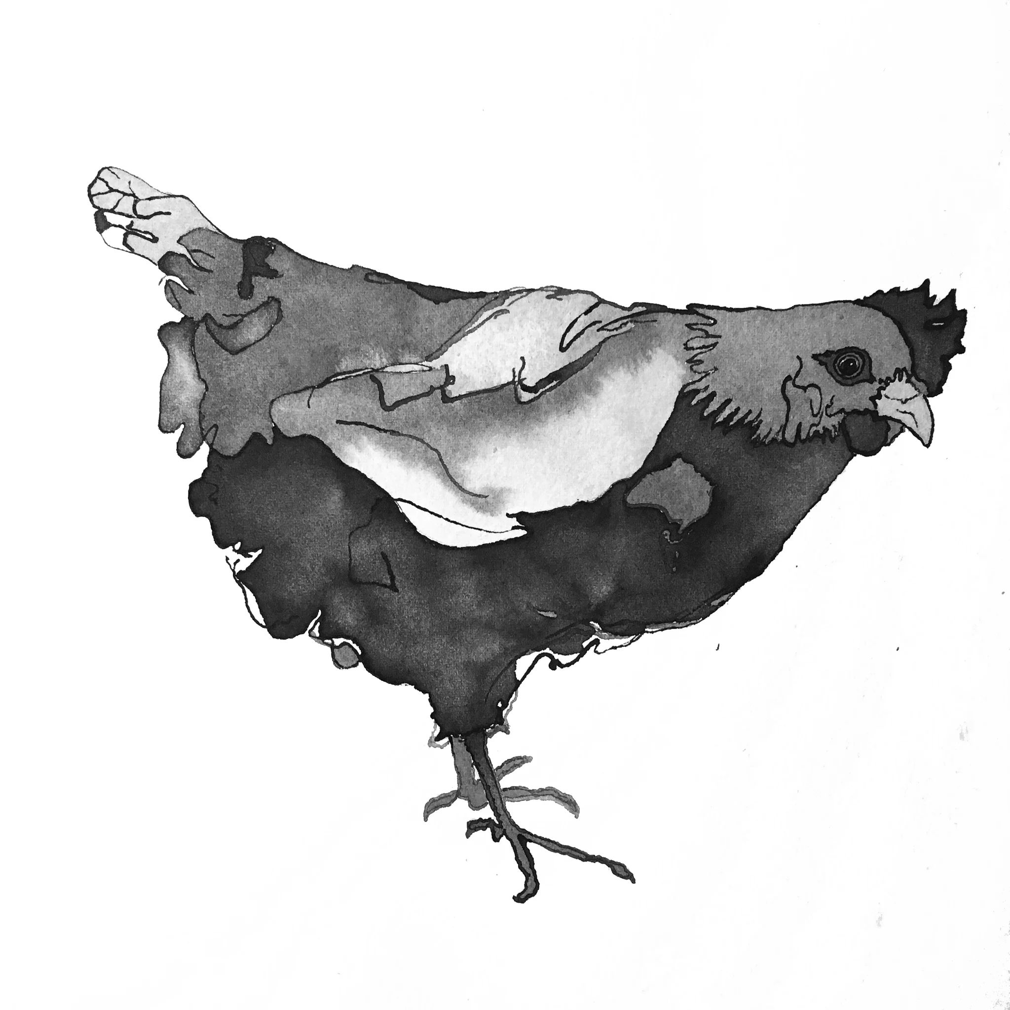 Pretty chicken.jpg