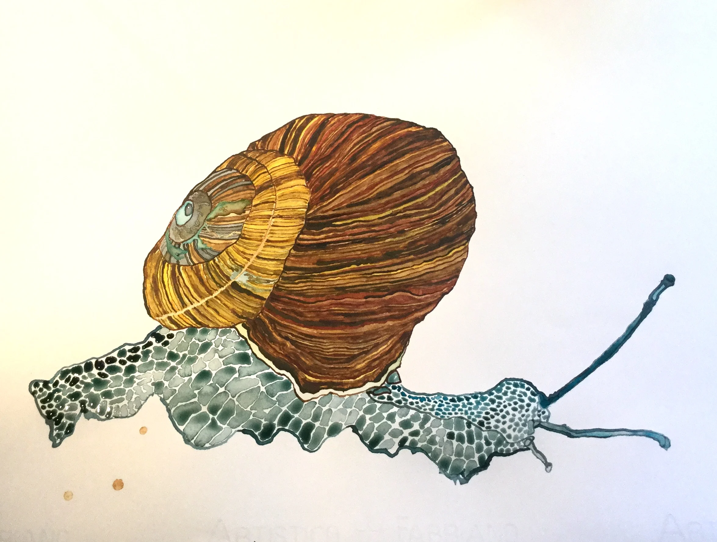 Felicity's Snail