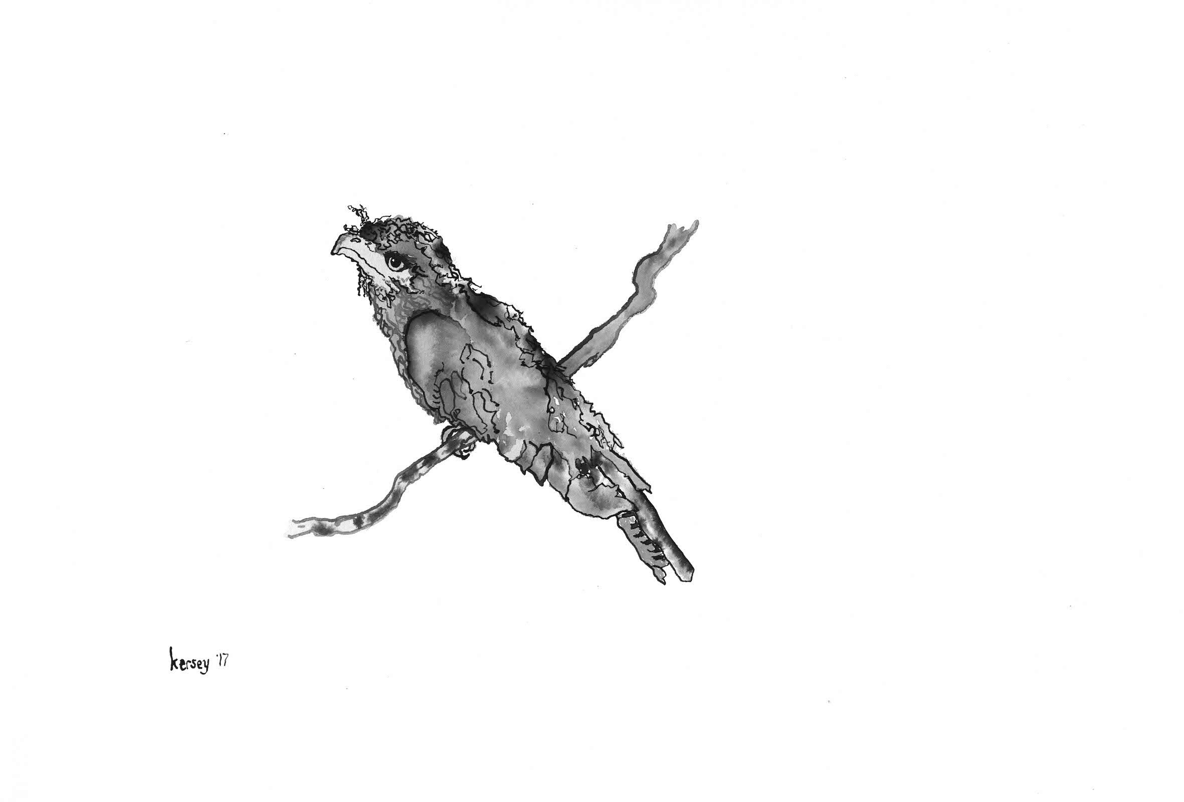 Tawny Frogmouth Enduring Our Gaze